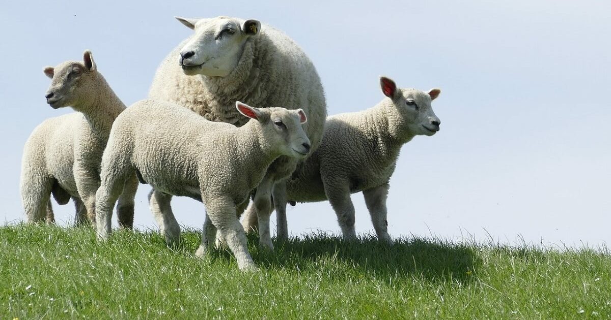 Sheep and lambs on the dike